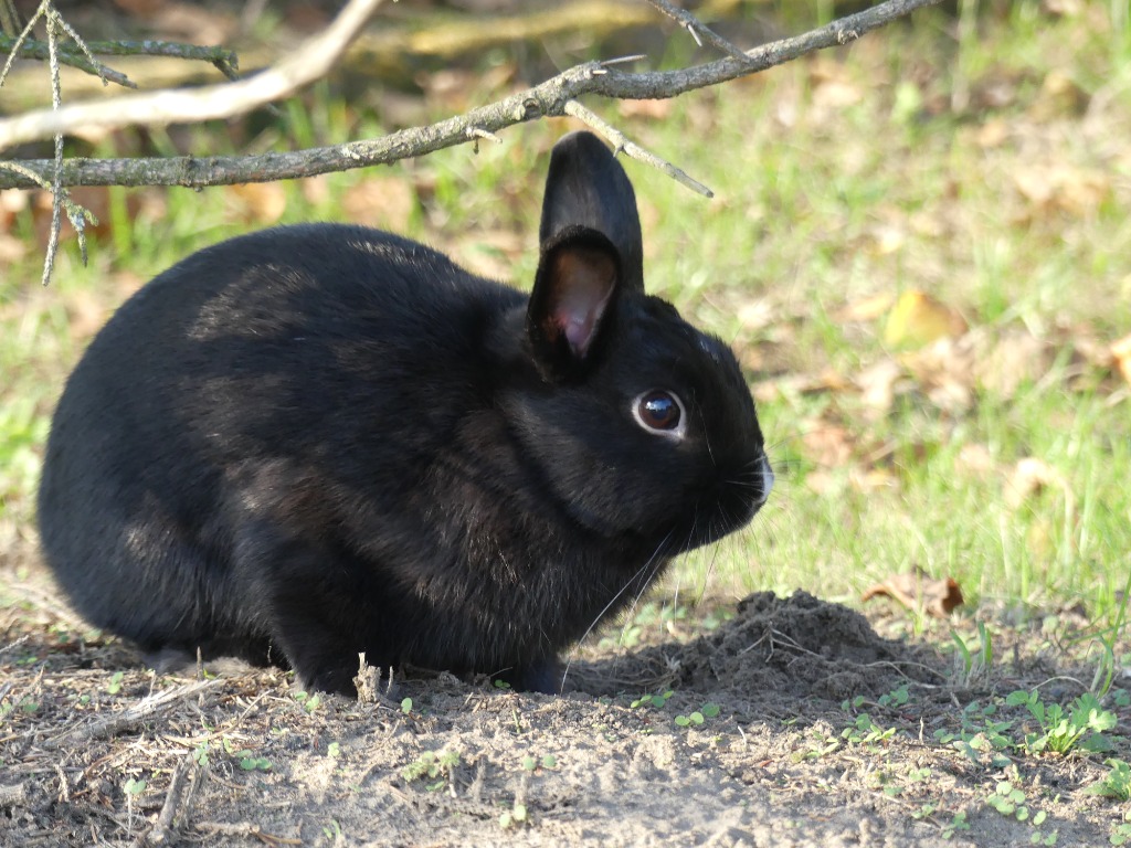 Czarny Królik