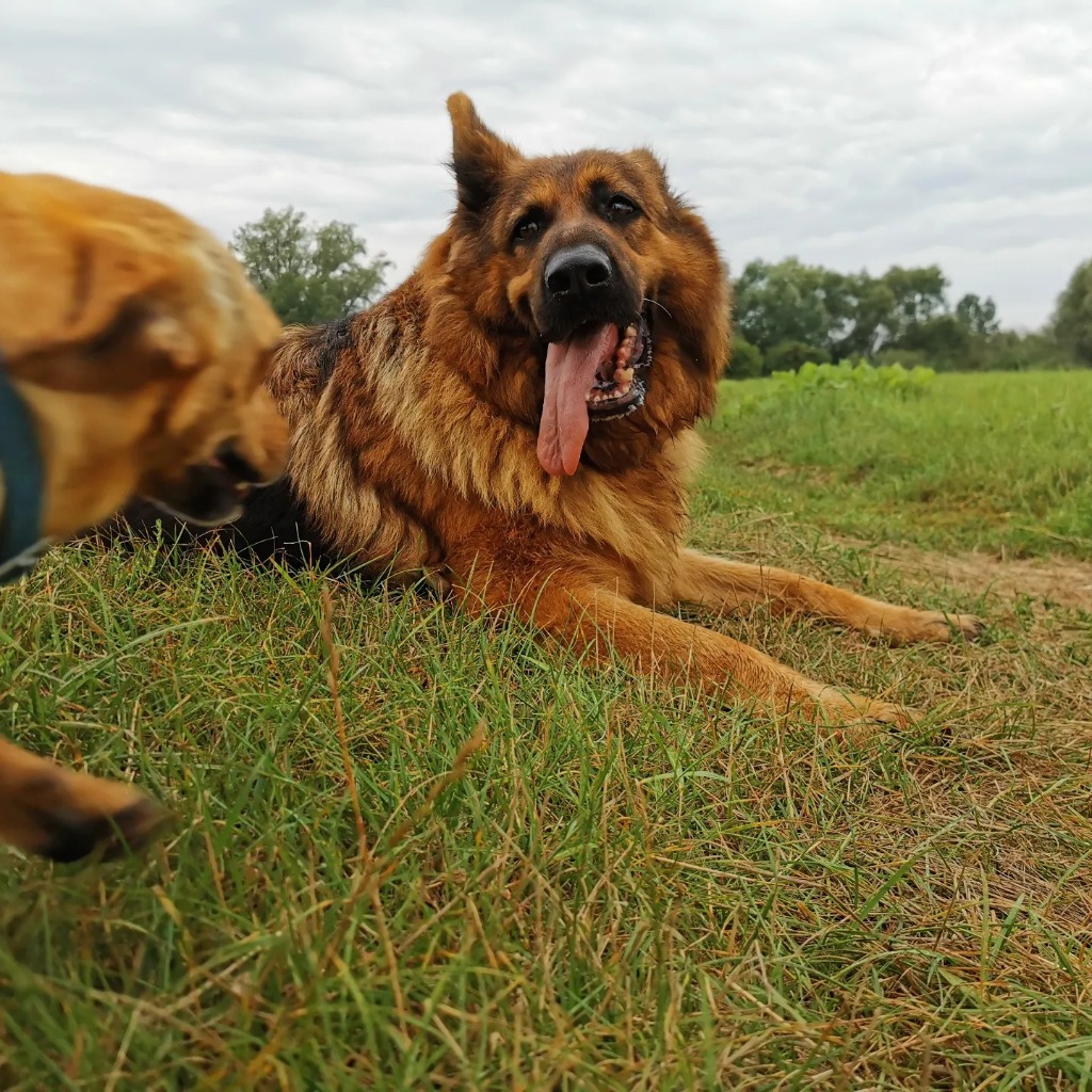 Nasi Stróże - Lejla, Szelka i Cola - widok 4