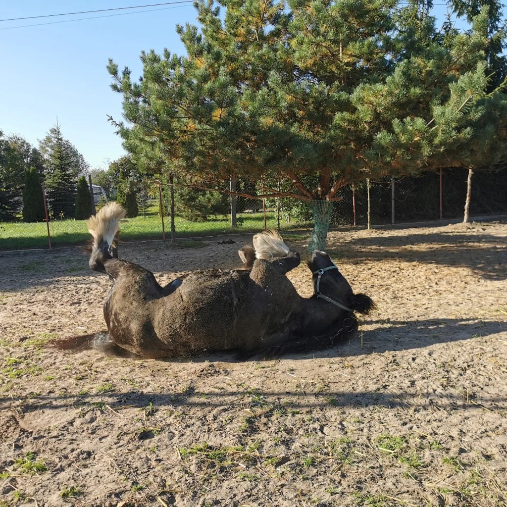 Nasze Konie - Shila i Kubuś - widok 5