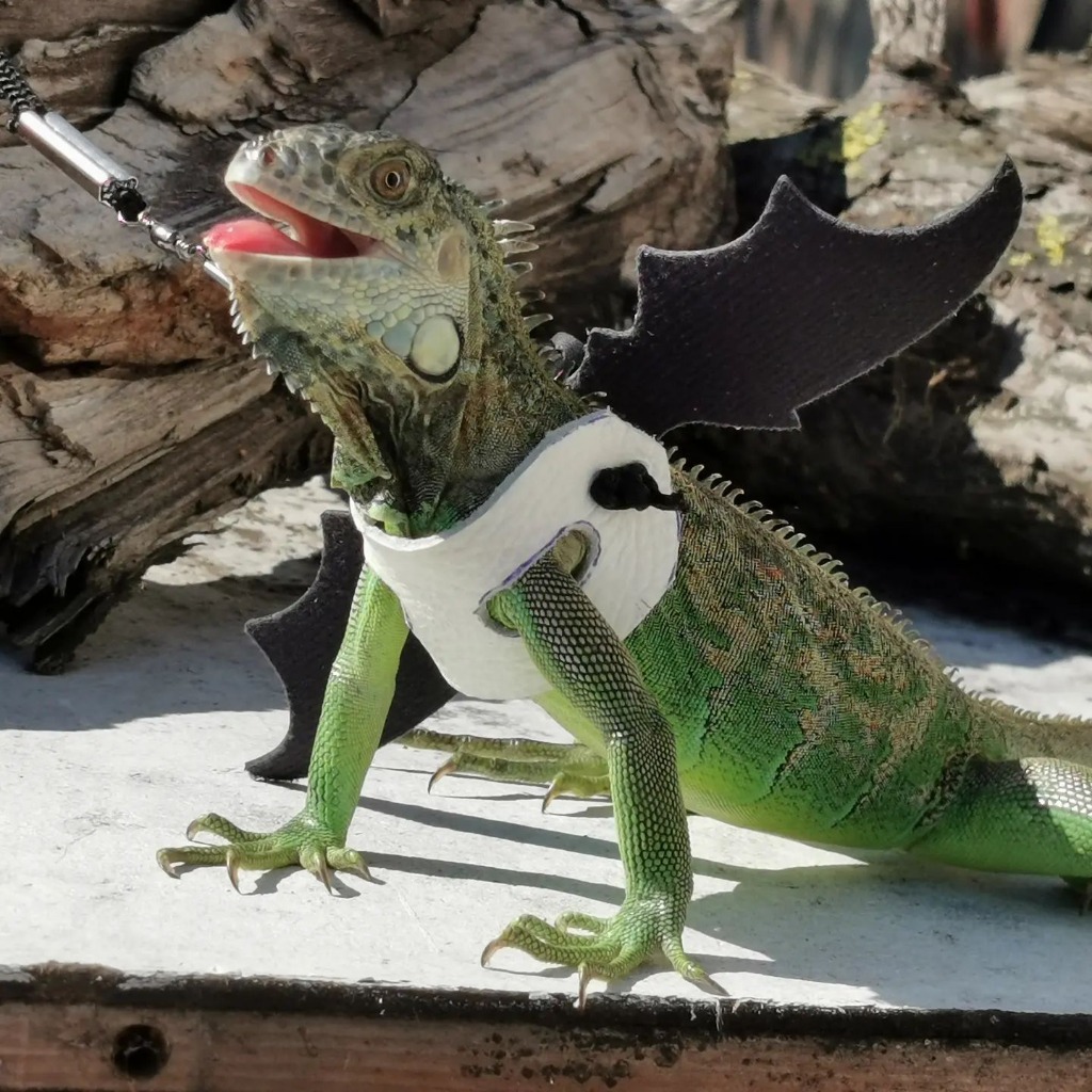 Agama brodata Safira
